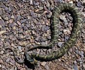 Image of a Northern Water Snake on top of rocks.