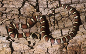 Image of a Pale Milk Snake on top of a log.