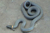 Image of a Prairie Ringneck Snake coiled up on pavement.