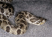 Image of a Western Hognose Snake.