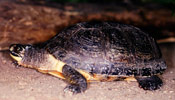 Image of a Blanding's Turtle.