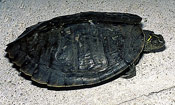 Image of a False Map turtle.