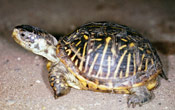 Image of an Ornate Box Turtle.