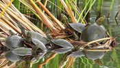 Image of multiple western painted turtles crawling on top of each other near the edge of a pond.