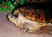 Image of a common snapping turtle.