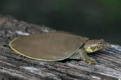 Image of a Midland Smooth Softshell turtle sitting on top of a log.