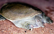 Image of a Westen Spiny Softshell turtle laying on a rock.