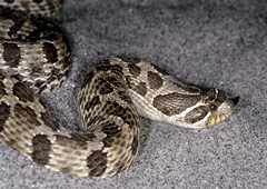 Western Hognose Snake