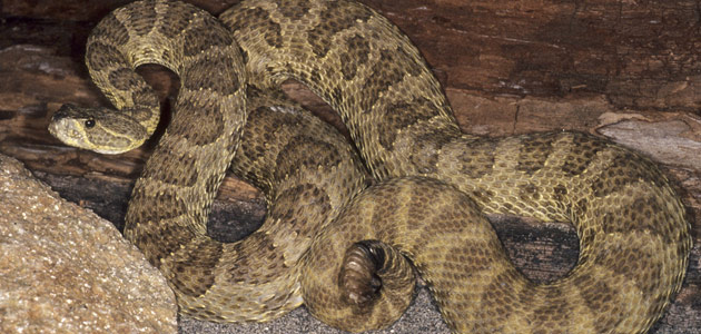 What is the deadliest snake in the world?