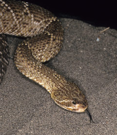 Mexican West Coast Rattlesnake More