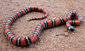 Image of a non-venomous snake.