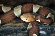 Image of a Copperhead snake on top of a log.