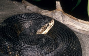 Image of a black Cottonmouth snake coiled up on the ground.