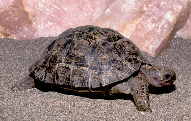 Baby Giant Tortoise