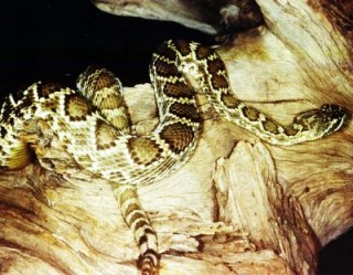 Mojave Rattlesnake 