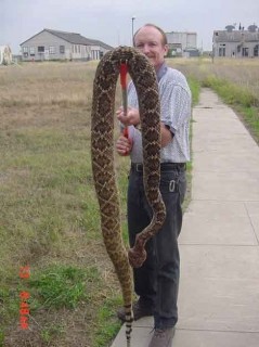 The infamous "giant" rattlesnake