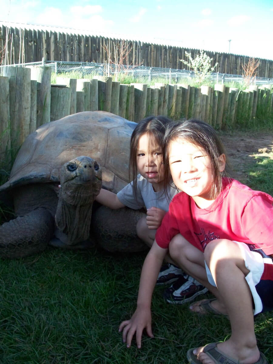 Kids love our Giant Tortoises