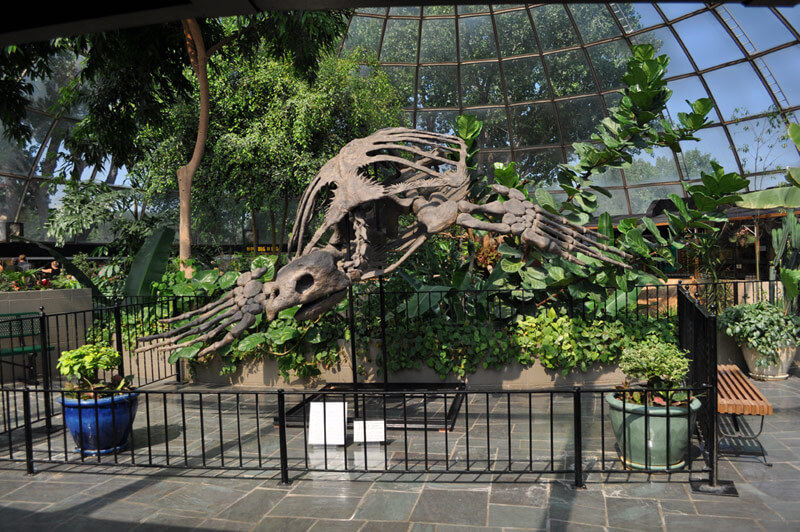 Image of an exact cast of an Archelon Turtle Fossil on the Mezzanine Level.