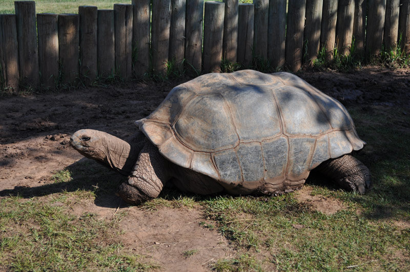 Giant Tortoises