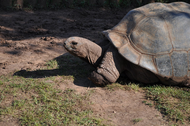 Giant Tortoises