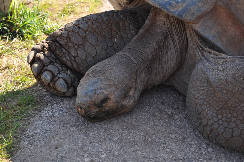 0810-gianttort-4.jpg