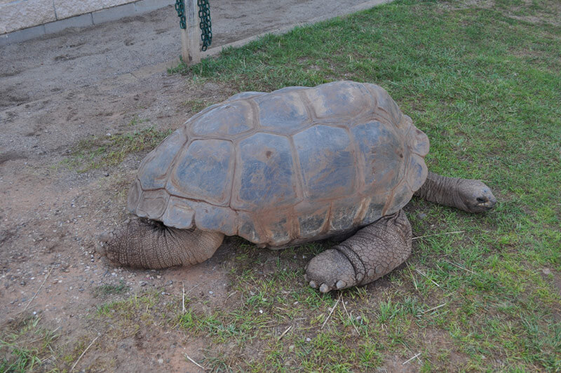 Giant Tortoises