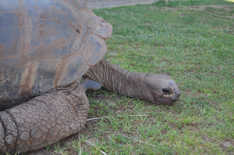 Giant Tortoises