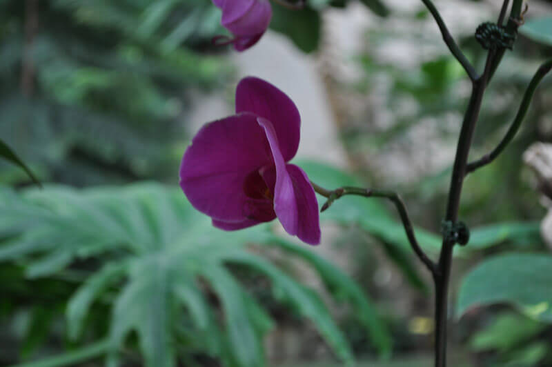 0810-orchid-12.jpg