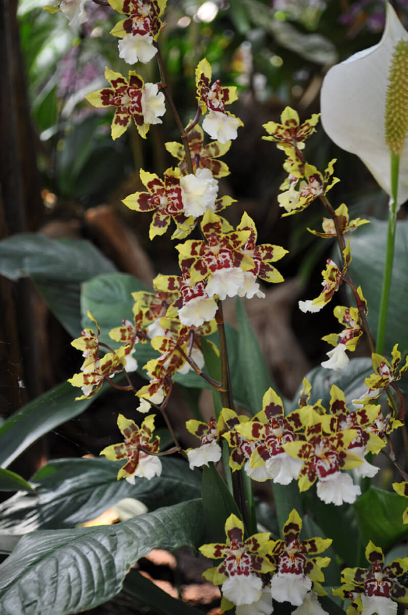 0810-orchid-13.jpg
