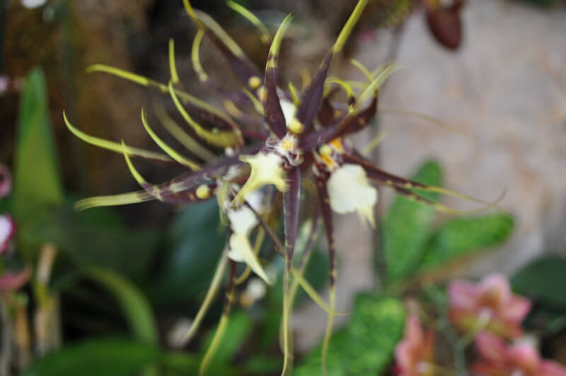 0810-orchid-14.jpg