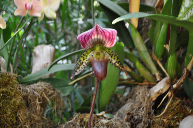 0810-orchid-15.jpg
