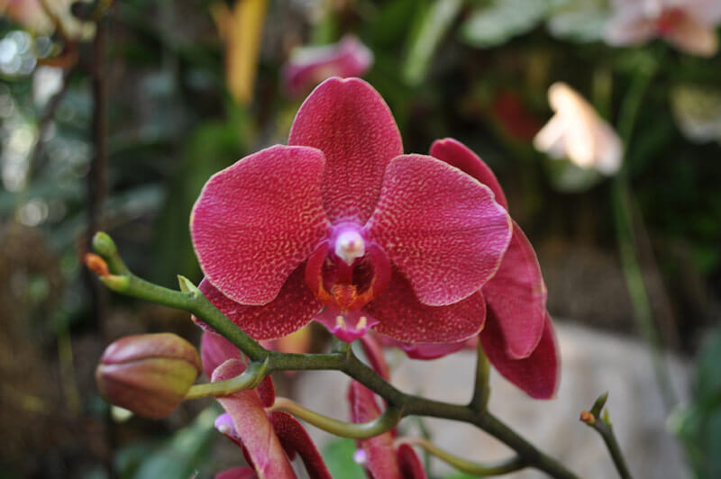 0810-orchid-17.jpg