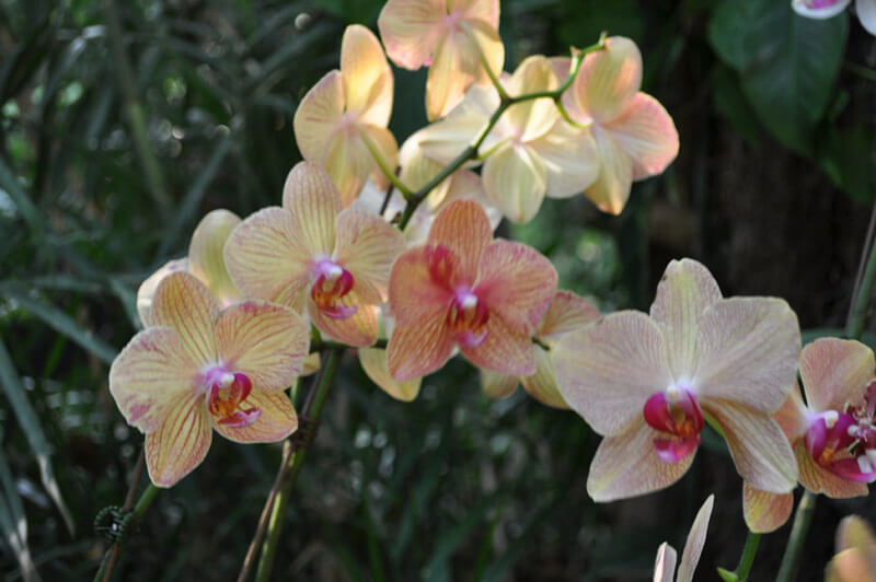 0810-orchid-18.jpg