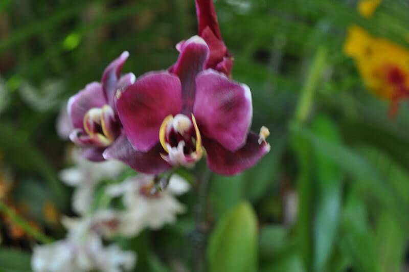 0810-orchid-20.jpg