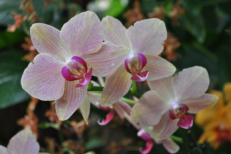 0810-orchid-5.jpg