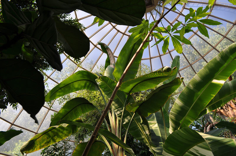 Image looking up at a tropical tree inside the Sky Dome.