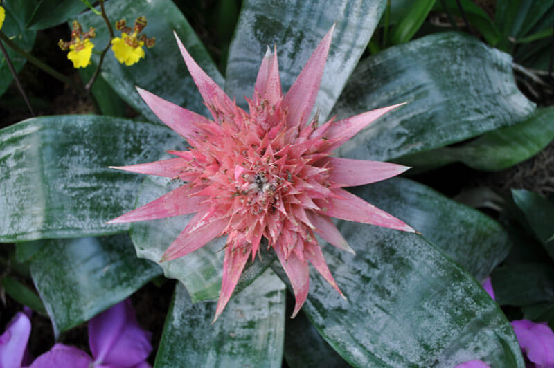 Pink Bromeliad