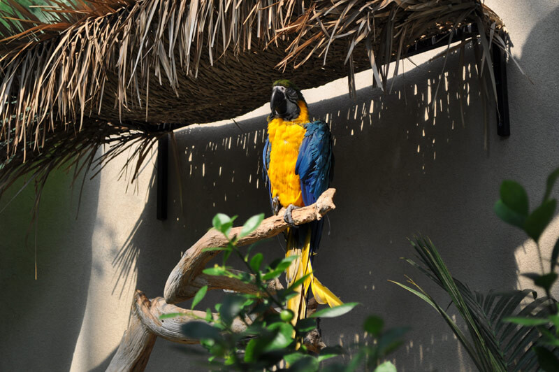 Sky Dome Macaw