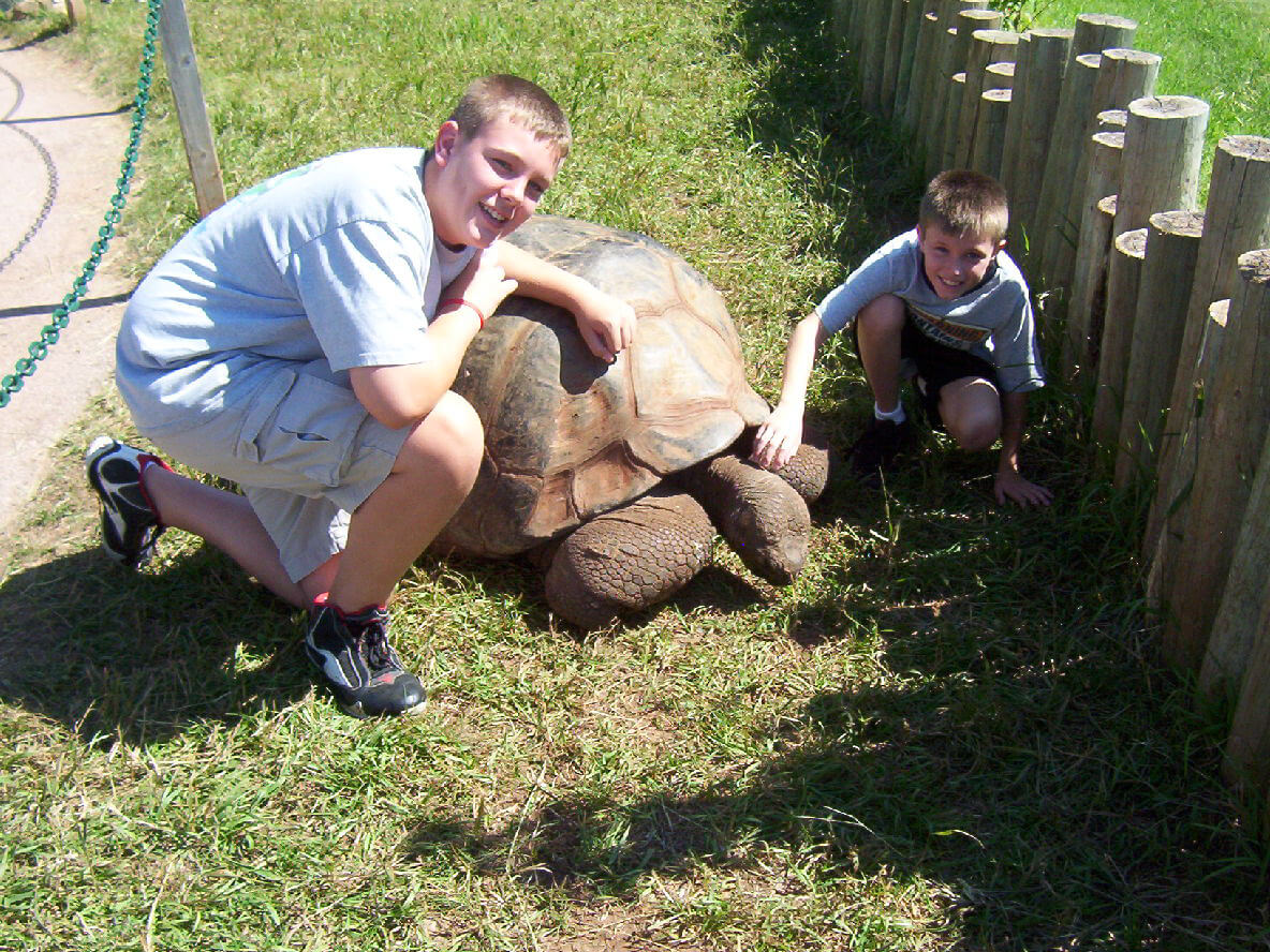 Kids love our Giant Tortoises
