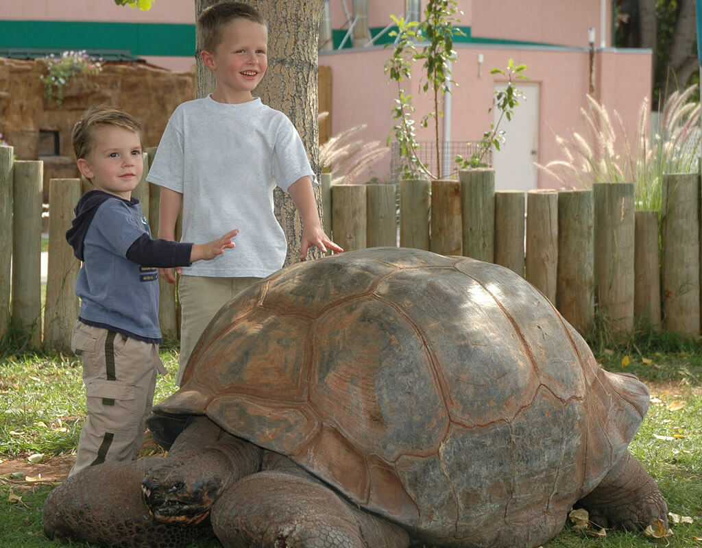 Take your photo with our Giant Tortoises