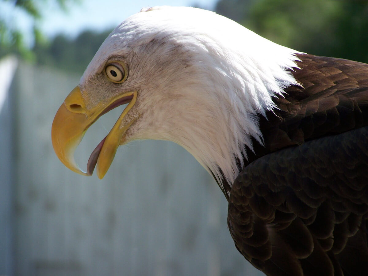 bald eagle