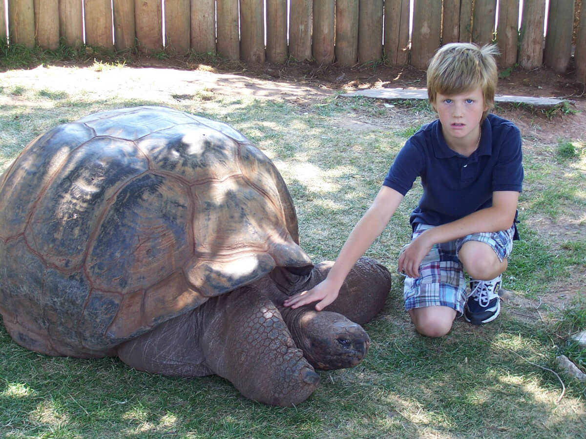 Giant Tortoise Aldabra Tortoise Reptile Gardens