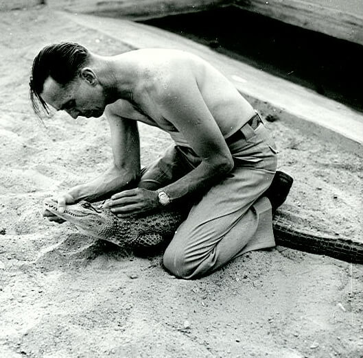 1950s-earl-gator.jpg