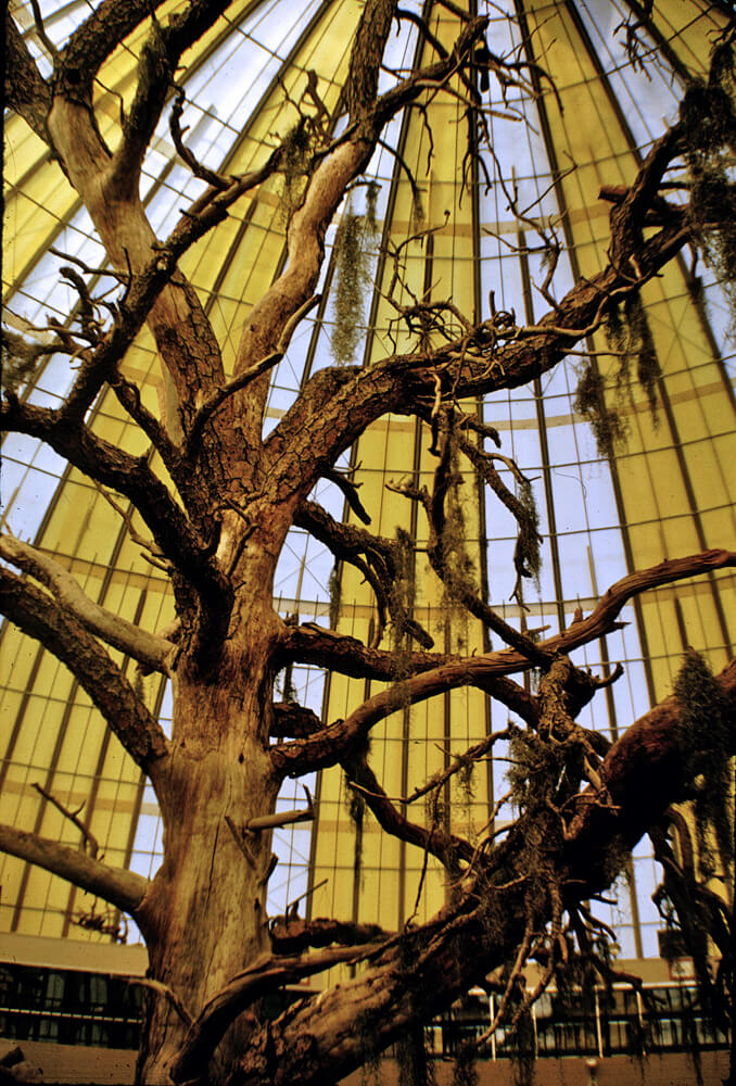 1965a-skydome-tree.jpg