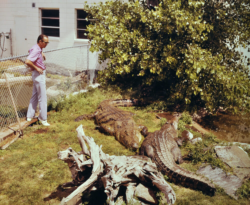 1968a-earl-gator.jpg