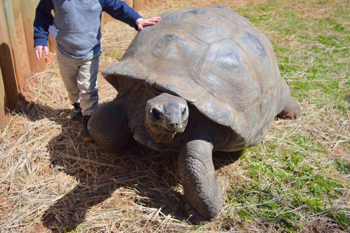 Samson the Giant Aldabra Tortoise