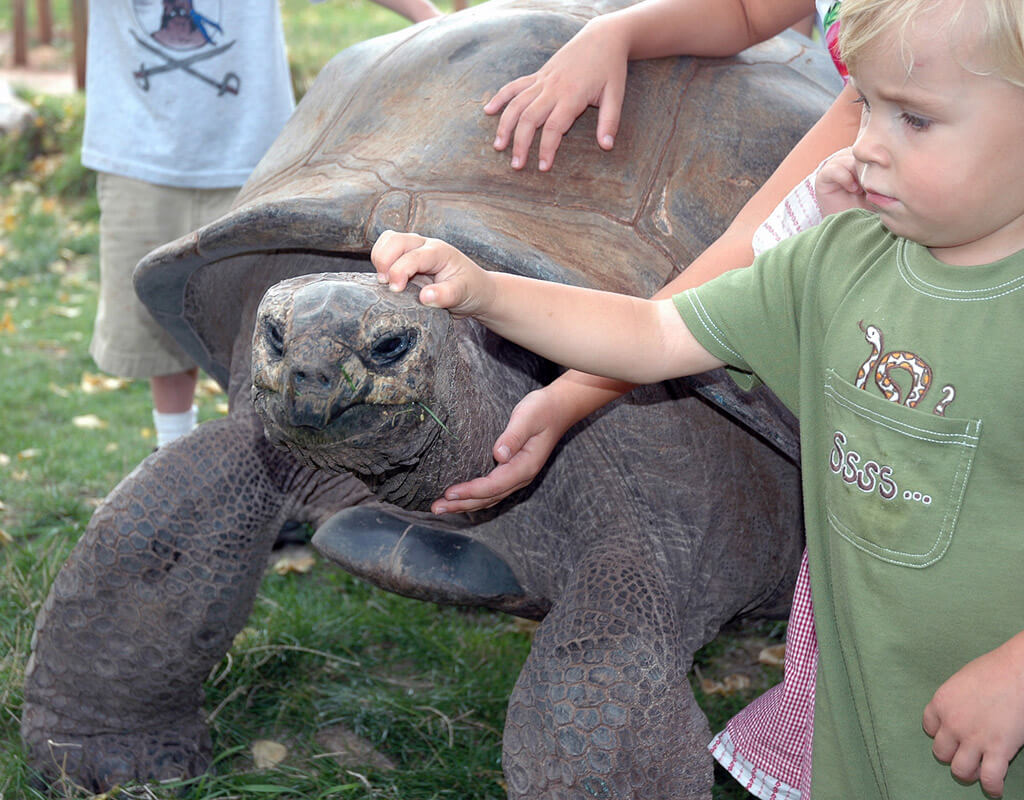 Our Giant Tortoises love neck scratches