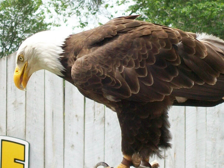 Cheyenne the Bald Eagle