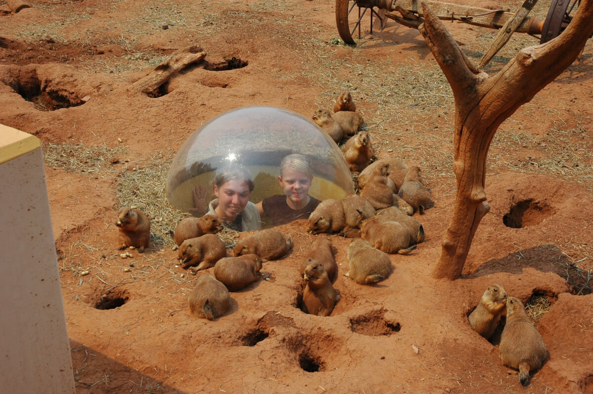 Prairie Dog Town