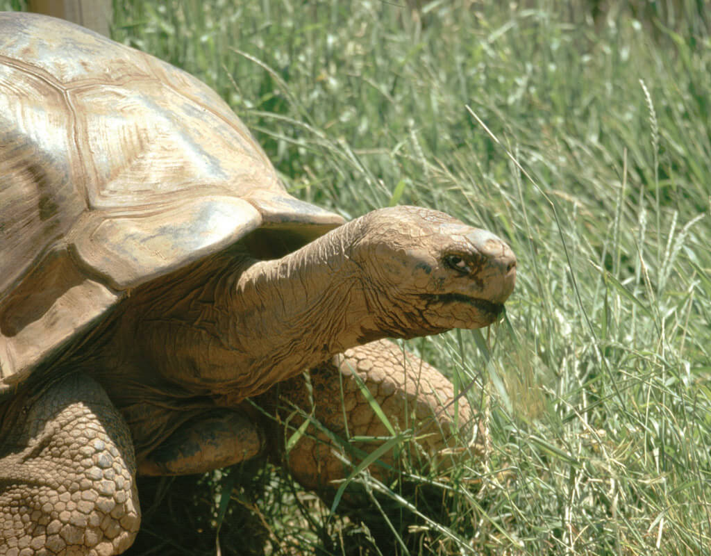 Small land best sale tortoise